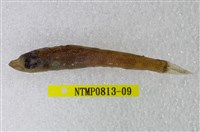 藏品(黑緣青眼魚)的圖片